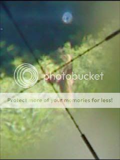 buckthruscopecloseup3.jpg