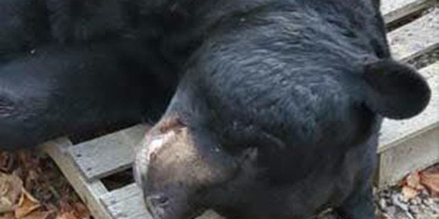 A 700-pound bear shot in New Jersey, pictured, has set a new world record as the largest black bear ever killed with a bow and arrow in North America.