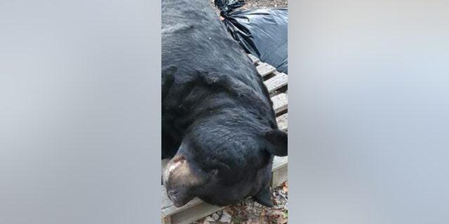 The bear, pictured, was shot on Oct. 14 in Morris County.