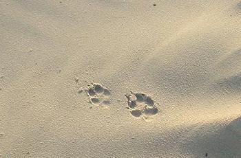 tracks-sand.jpg
