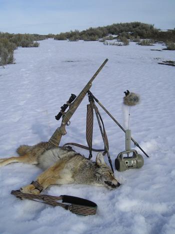 coyote-cartridge-bullet-fur-damage-001.jpg