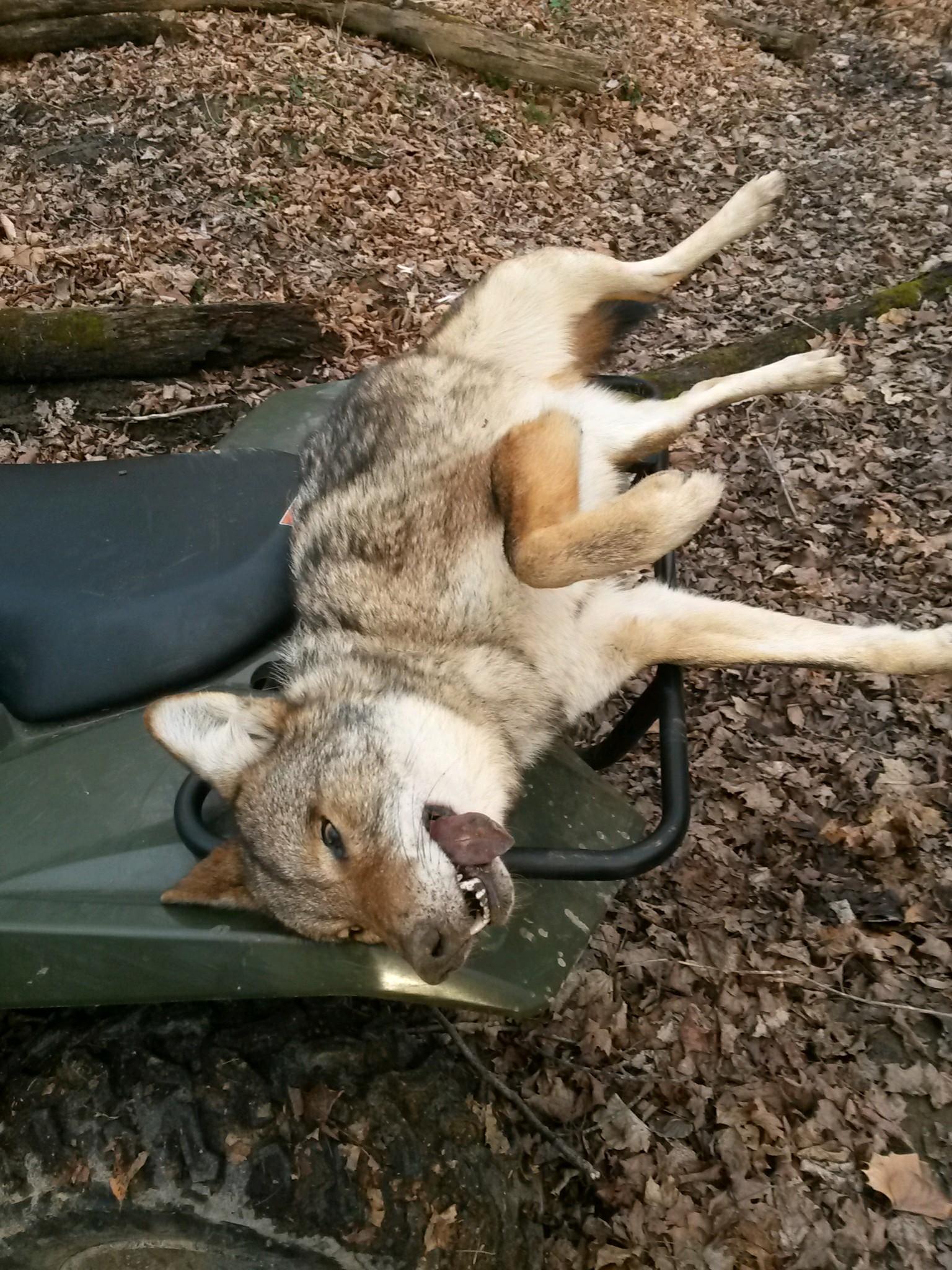 I the 17 WSM is effective on big coyotes. | Long Range Hunting Forum