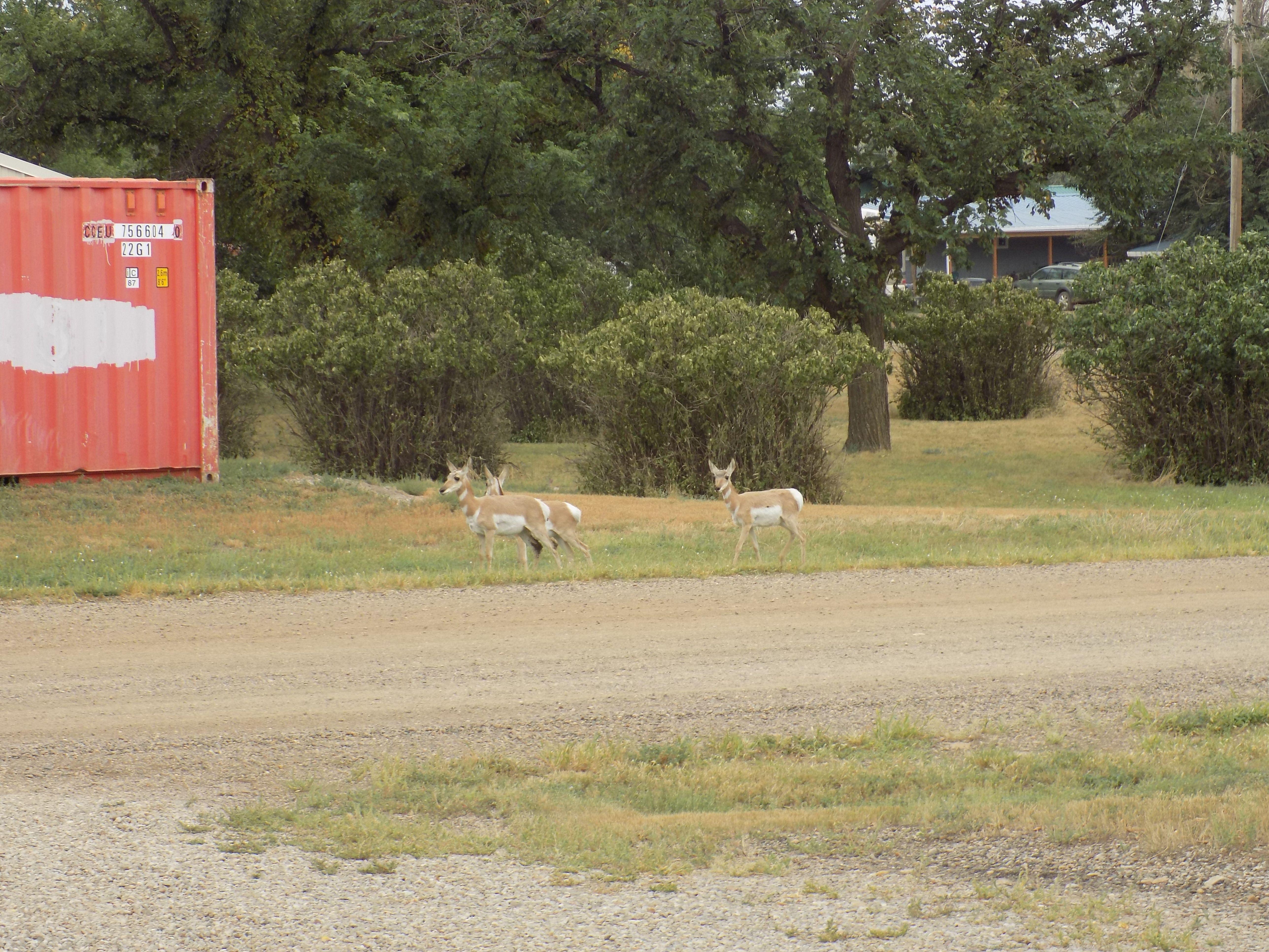 antelope in the yard 2022 08 24 DSCN0505.jpg