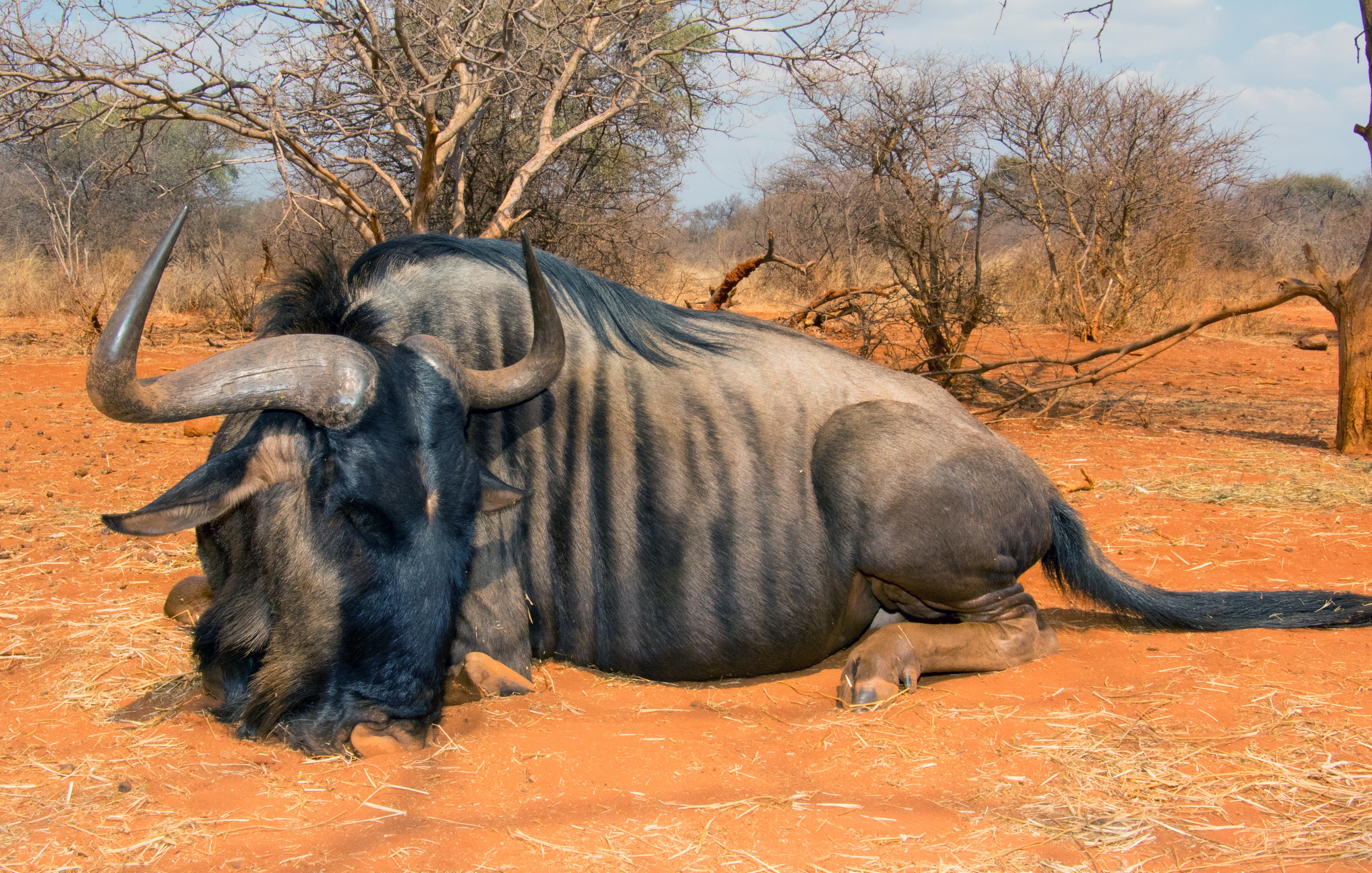 blue-wildebeest-jpg.87637