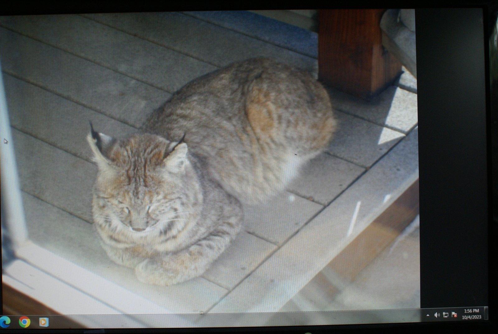 Cat on porch 001.JPG