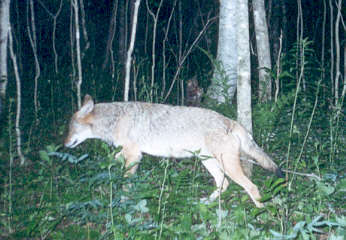 Coyote 2.jpg