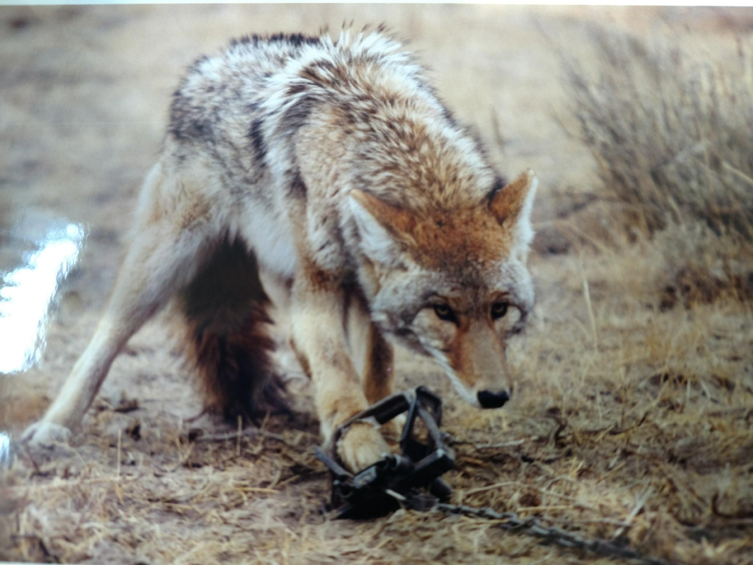 coyote in trap.jpg