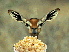 deer-eats-popcorn_64.gif