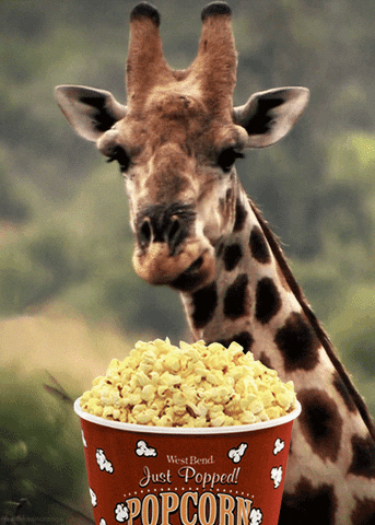 deer-eats-popcorn_64 GIRAFFE VERSION .gif
