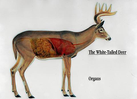 deer organs.jpg