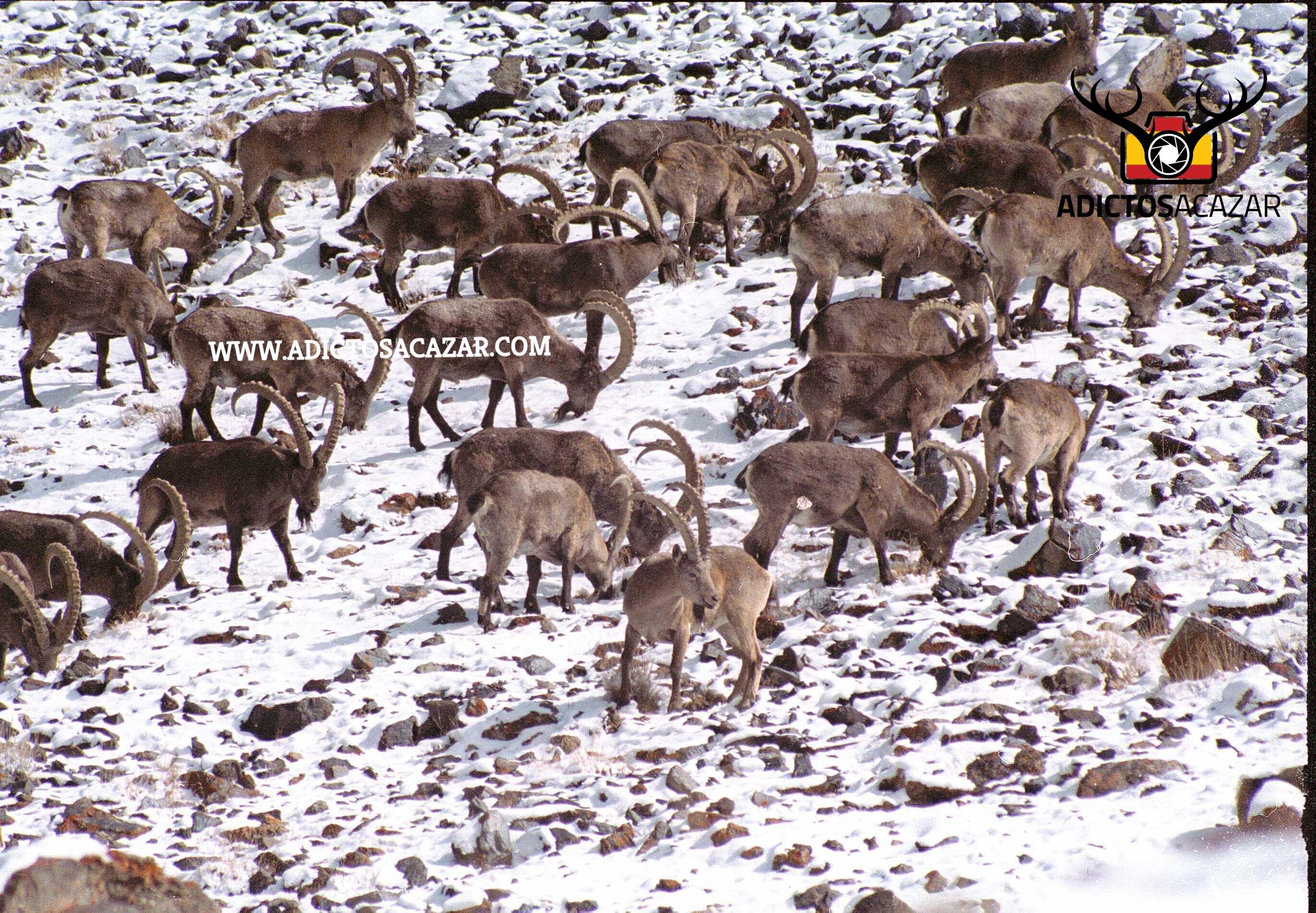 Ibex herd in Pamir.jpg