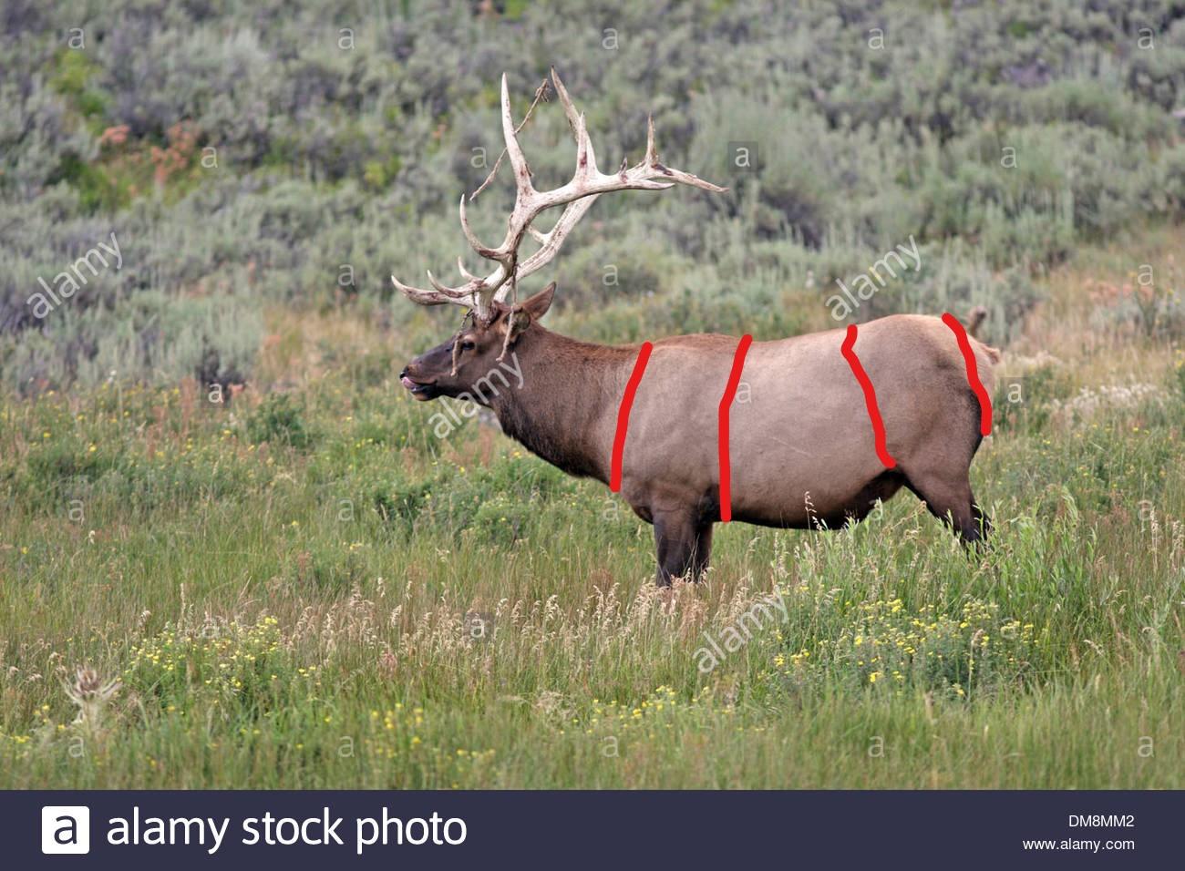 Inkedbig-bull-elk-licking-lips-with-velvet-hanging-off-antlers-DM8MM2_LI.jpg