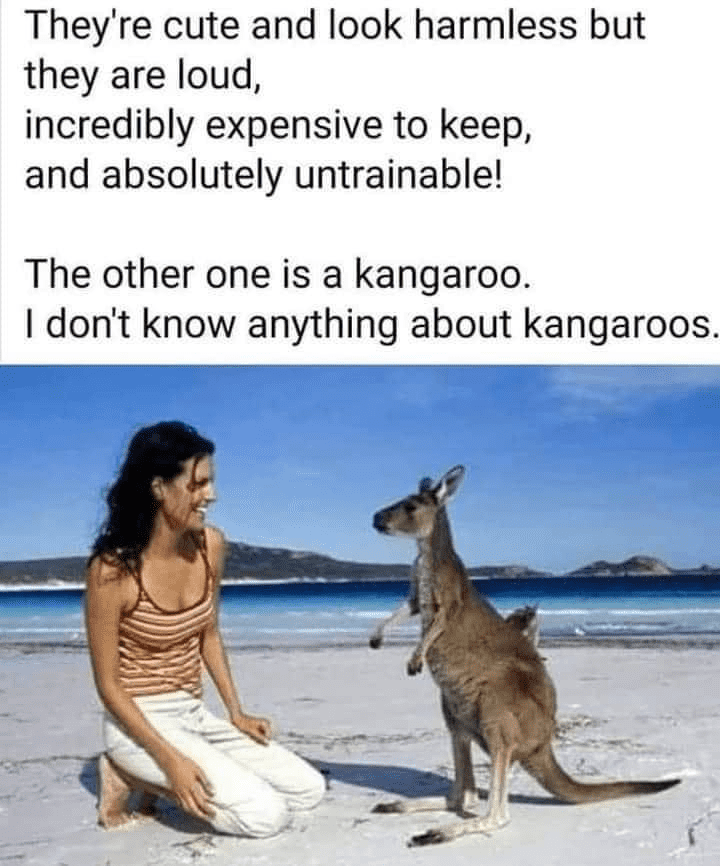 Kangaroo.png
