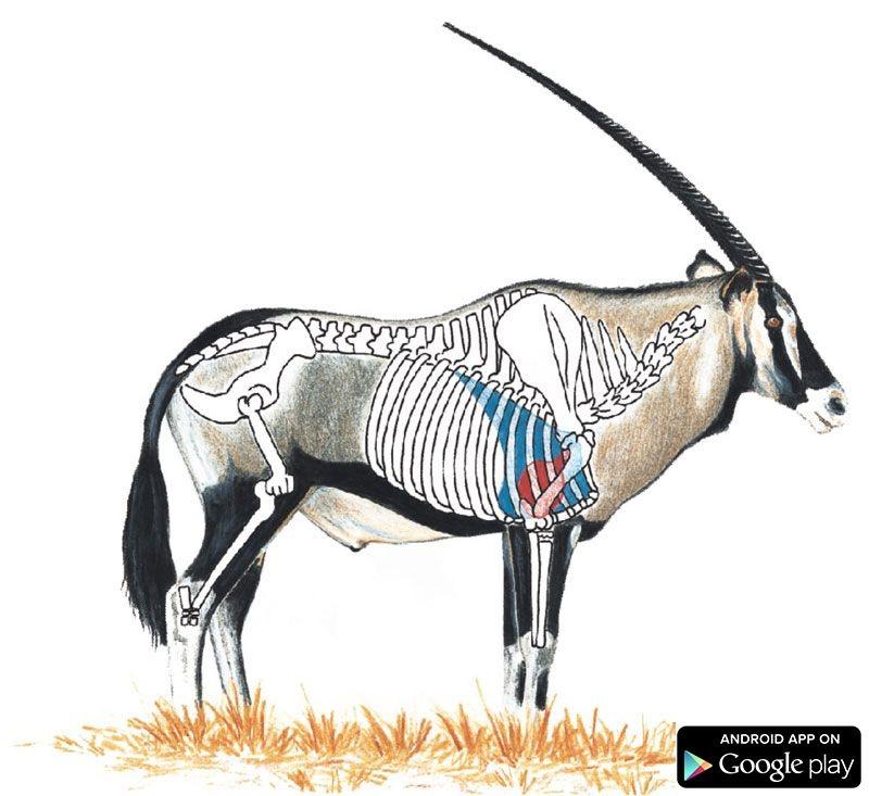 Oryx Anatomy.jpg