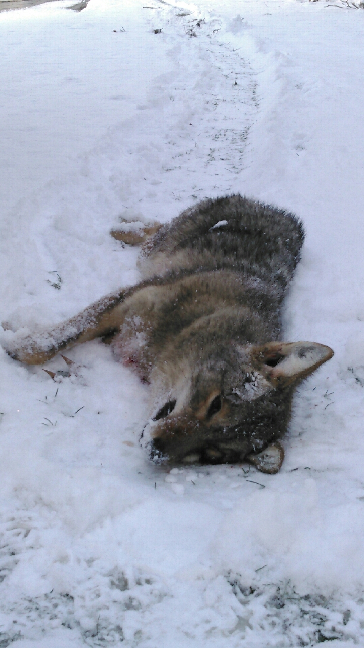 snow coyote.jpg