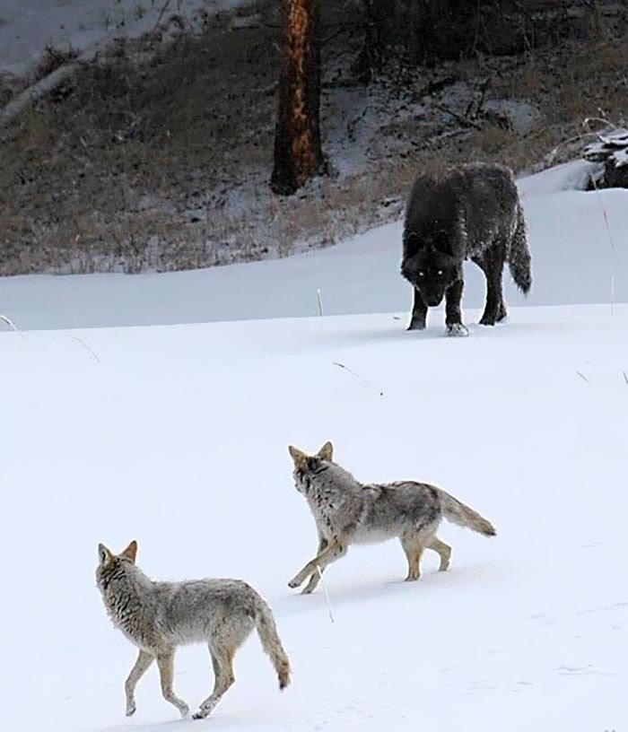 unnamed (10) Wolf in contrast to coyotes.jpg