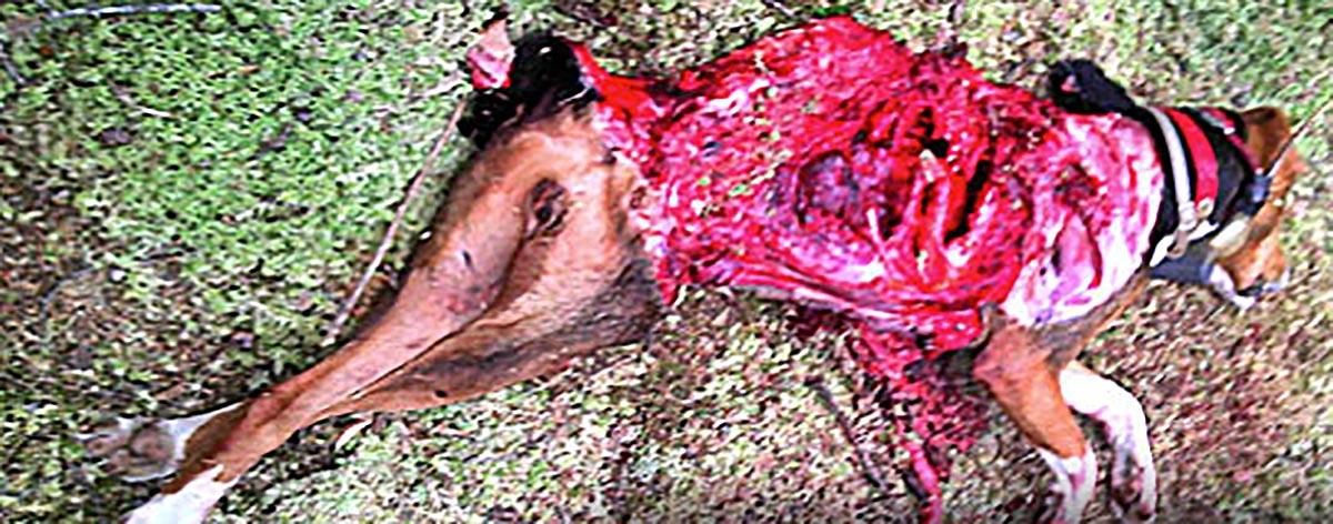 wolf killed hound.jpg