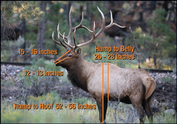 Field Judging Elk | Long Range Hunting Forum