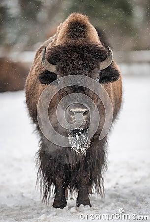 american-bison-winter-29421312.jpg
