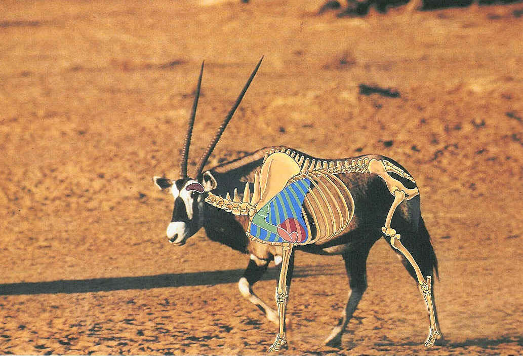 Oryx-anatomy.jpg