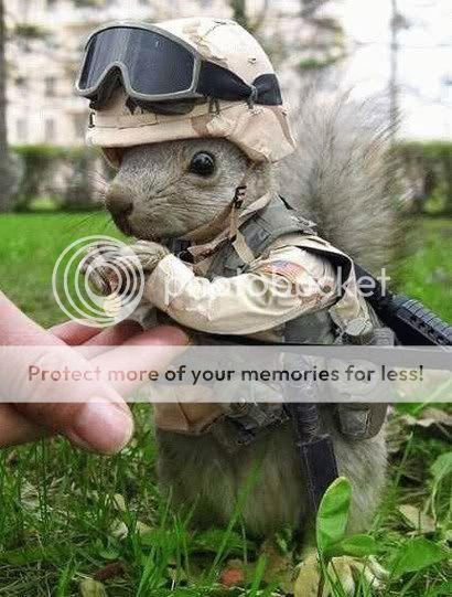 commandosquirrel.jpg