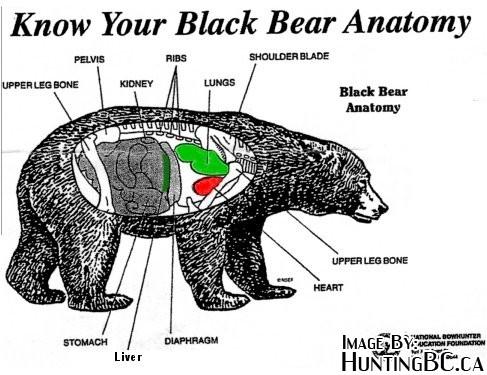 Bear_Anatomy1.jpg