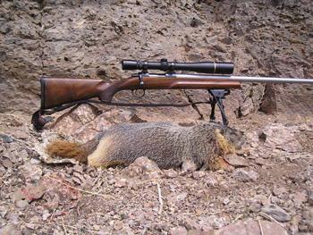 coyote-cartridge-bullet-fur-damage-003.jpg