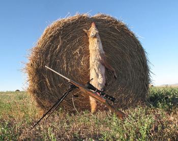 coyote-chicken-killers-001.jpg