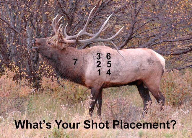 elk-shot-placement-1.jpg
