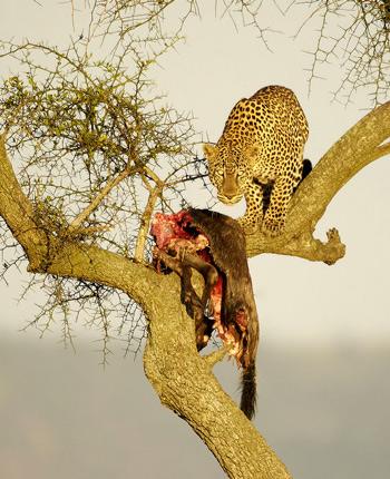 leopard-in-a-tree-001.jpg