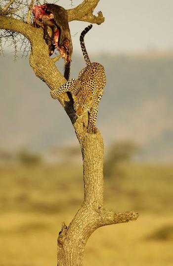 leopard-in-a-tree-002.jpg