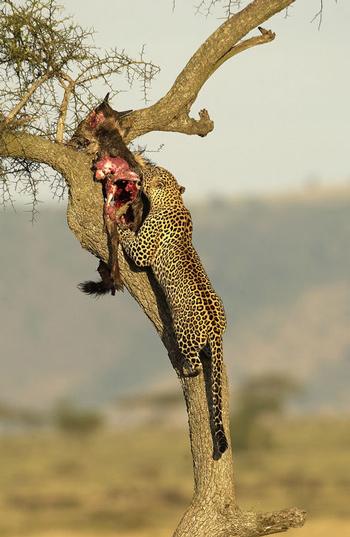 leopard-in-a-tree-003.jpg