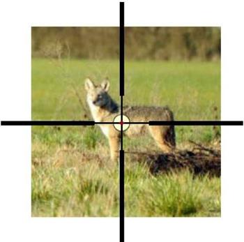 long-range-coyote-hunting-short-range-rifles-002.jpg