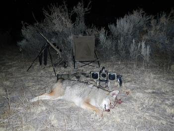 shotgun-coyotes-003.jpg