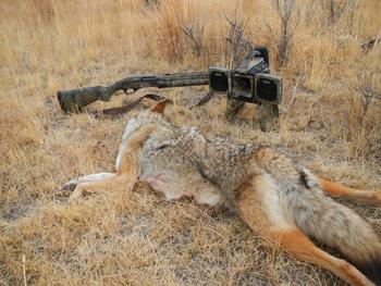 shotgun-coyotes-004.jpg