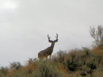 tips-success-high-country-mule-deer-hunting-001.jpg
