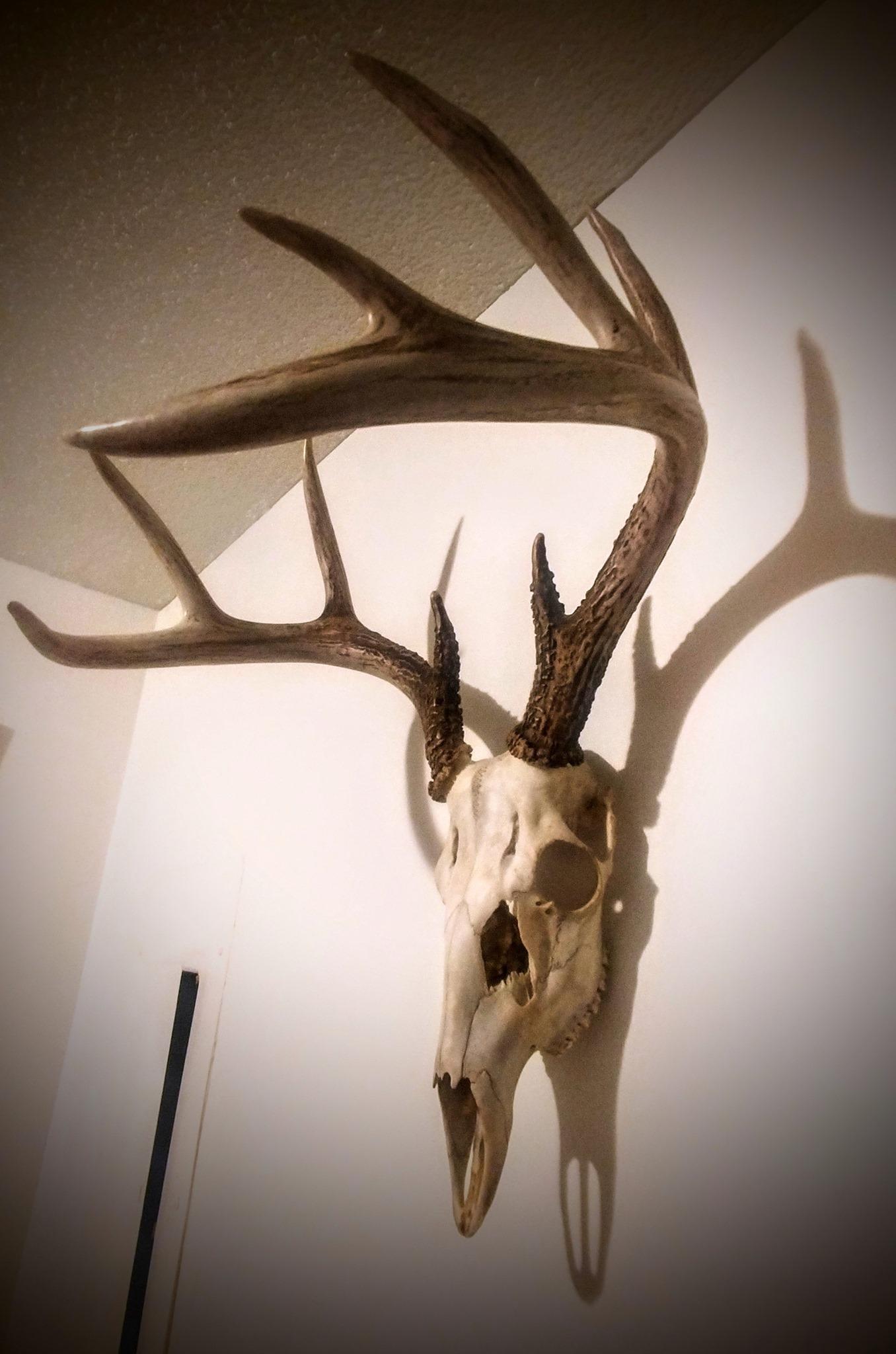 deer-skull.jpg