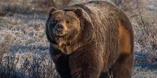 A Montana backcountry guide has died after he was mauled by a large grizzly bear that was probably defending a nearby moose carcass just outside Yellowstone National Park, officials said Monday. (iStock)