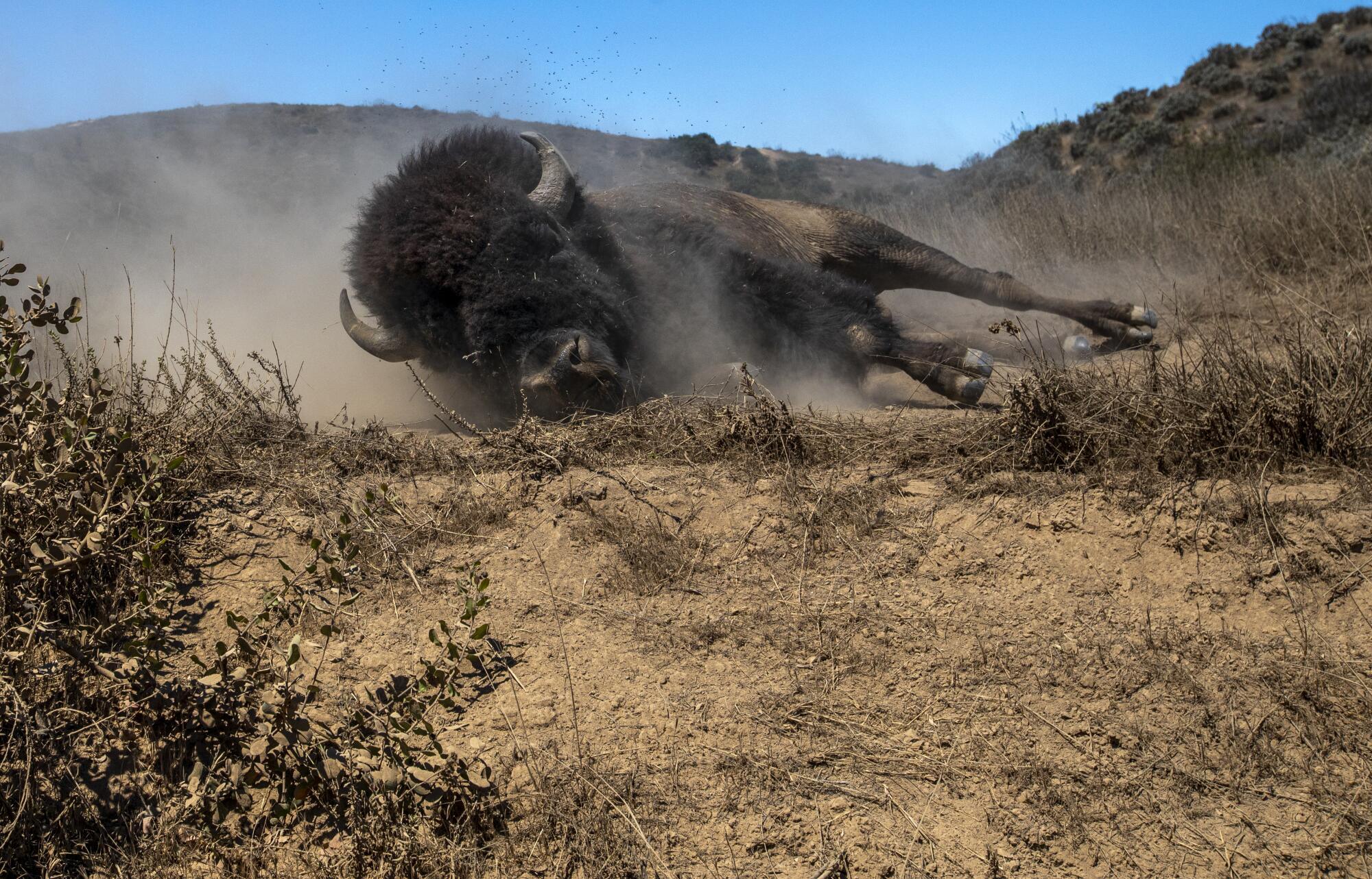 A bison wallows in dirt.