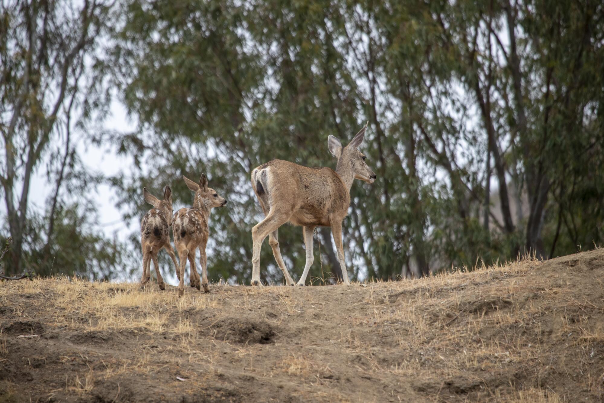 A doe and two fawns walk in a forested area.